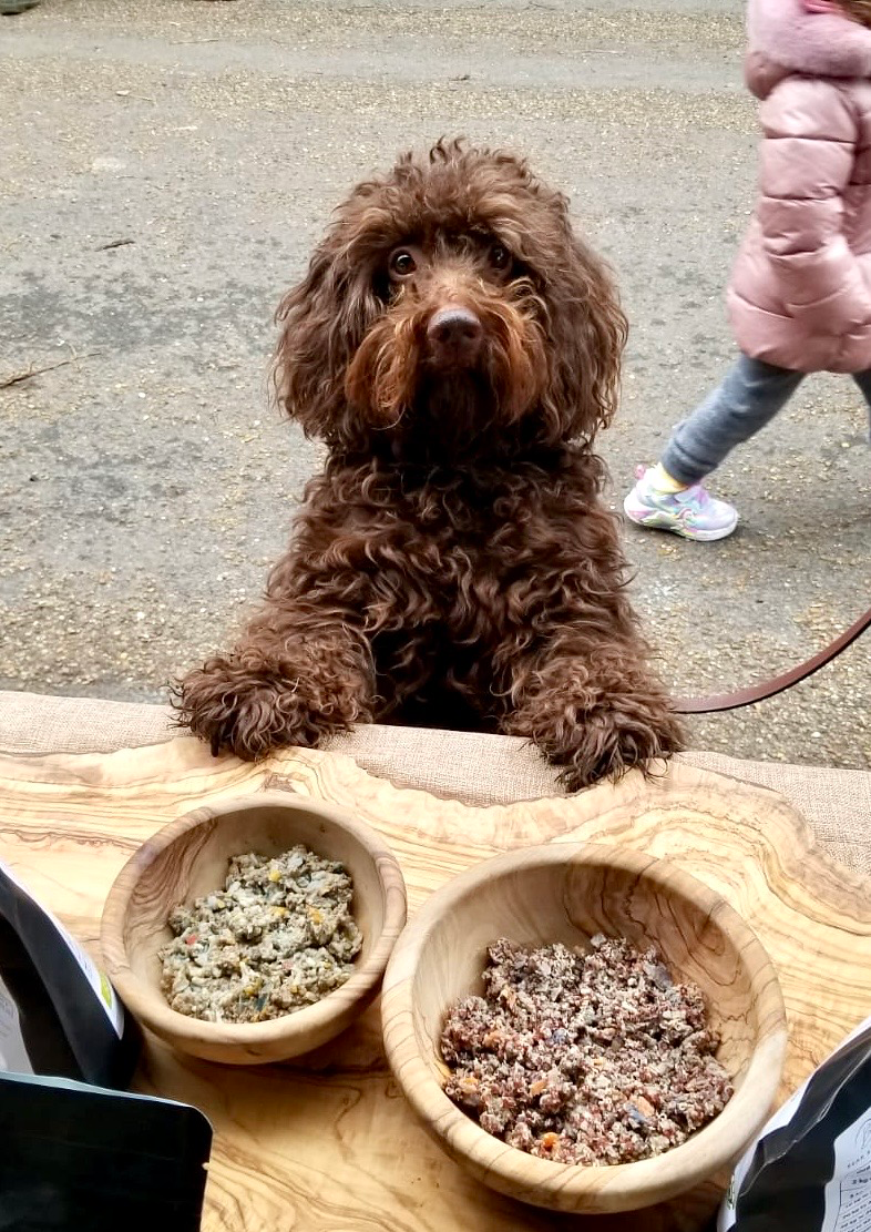 Excited brown Labradoodle standing at a table with two bowls of freshly cooked organic dog food from Bear & Birdy
