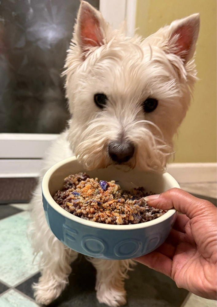 West Highland White Terrier eagerly sniffing a bowl of Bear & Birdy’s organic, grain-free dog food.