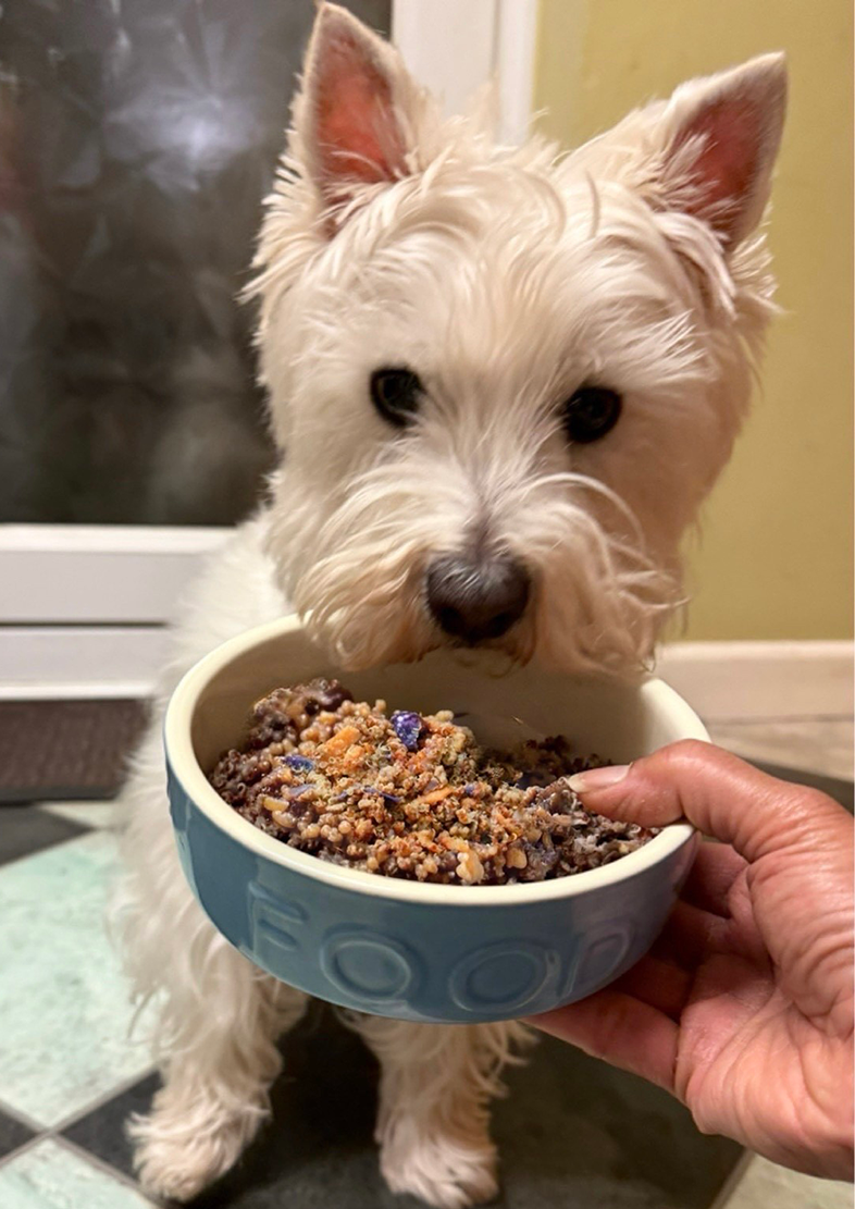 West Highland White Terrier eagerly sniffing a bowl of Bear & Birdy’s organic, grain-free dog food.