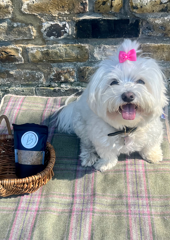 Happy white Maltese dog with a pink bow sitting beside a pack of Bear & Birdy organic dog food on a picnic blanket.
